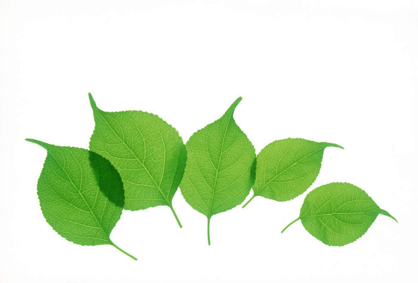 无人,横图,俯视,室内,特写,白天,白色背景,美景,植物,叶子,许多,环保,纹理,景观,绿叶,绿化,绿色,自然,嫩叶,景色,摄影,影棚,能源,环境,回收,资源,自然风光,利用,低碳,循环,肌理,持续,叶,叶片,叶脉,彩图,高角度拍摄,影棚拍摄,拍摄