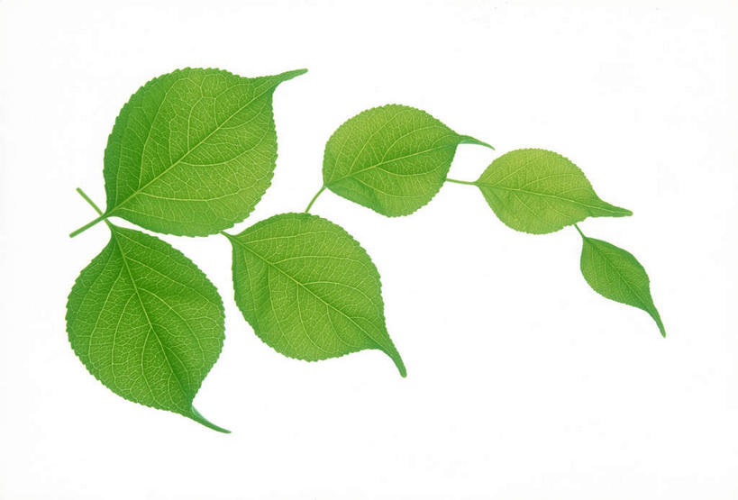 无人,横图,俯视,室内,特写,白天,白色背景,美景,植物,叶子,许多,环保,纹理,景观,绿叶,绿化,绿色,自然,嫩叶,景色,摄影,影棚,能源,环境,回收,资源,自然风光,利用,低碳,循环,肌理,持续,叶,叶片,叶脉,彩图,高角度拍摄,影棚拍摄,拍摄