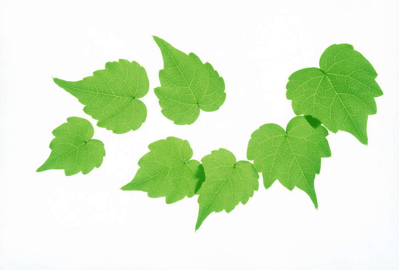 无人,横图,俯视,室内,特写,白天,白色背景,美景,植物,叶子,许多,环保,纹理,景观,绿叶,绿化,绿色,自然,嫩叶,景色,摄影,影棚,能源,环境,回收,资源,自然风光,利用,低碳,循环,肌理,持续,叶,叶片,叶脉,彩图,高角度拍摄,影棚拍摄,拍摄