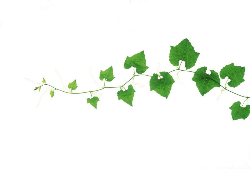 无人,横图,俯视,室内,特写,白天,白色背景,美景,植物,叶子,许多,环保,纹理,景观,绿叶,绿化,绿色,自然,嫩叶,景色,摄影,影棚,能源,环境,回收,资源,自然风光,利用,低碳,循环,肌理,持续,叶,叶片,叶脉,彩图,高角度拍摄,影棚拍摄,拍摄