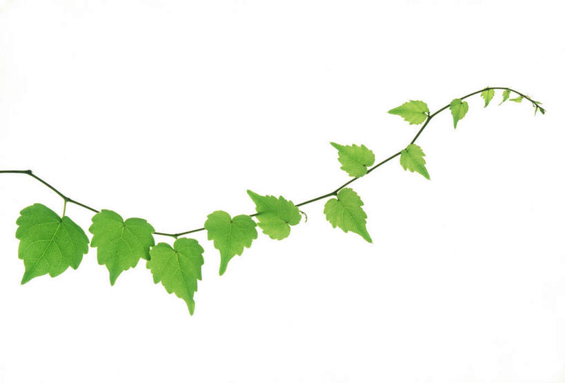 无人,横图,俯视,室内,特写,白天,白色背景,美景,植物,叶子,许多,环保,纹理,景观,绿叶,绿化,绿色,自然,嫩叶,景色,摄影,影棚,能源,环境,回收,资源,自然风光,利用,低碳,循环,肌理,持续,叶,叶片,叶脉,彩图,高角度拍摄,影棚拍摄,拍摄