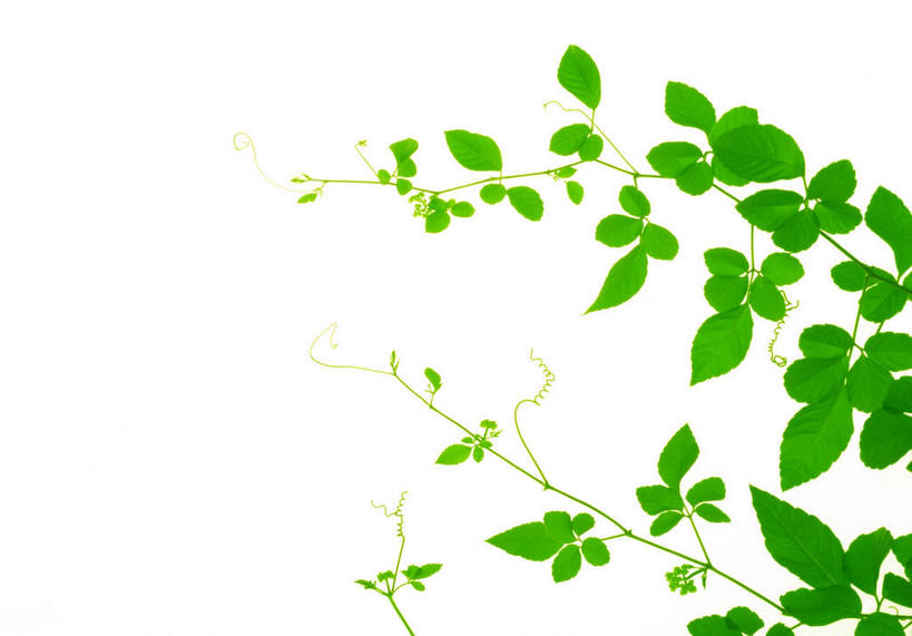 无人,横图,俯视,室内,特写,白天,白色背景,美景,植物,叶子,许多,环保,纹理,景观,绿叶,绿化,绿色,自然,嫩叶,景色,摄影,影棚,能源,环境,回收,资源,自然风光,利用,低碳,循环,肌理,持续,叶,叶片,叶脉,彩图,高角度拍摄,影棚拍摄,拍摄