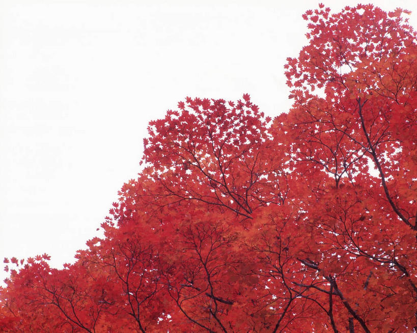 无人,横图,室内,白天,白色背景,仰视,枫树,叶子,枫叶,枯叶,落叶,黄色,红色,摄影,影棚,枫树叶,槭树,糖枫,糖槭,糖槭树,叶,叶片,彩图,低角度拍摄,影棚拍摄,拍摄