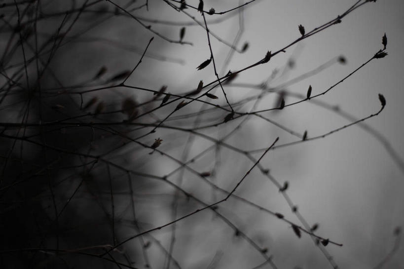 无人,横图,室外,白天,正面,植物,许多,枯萎,朦胧,模糊,枯草,很多,草,树枝,黄色,蓝色,蓝天,天空,天,细长,复杂,庞杂,修长,繁杂,冗杂,彩图