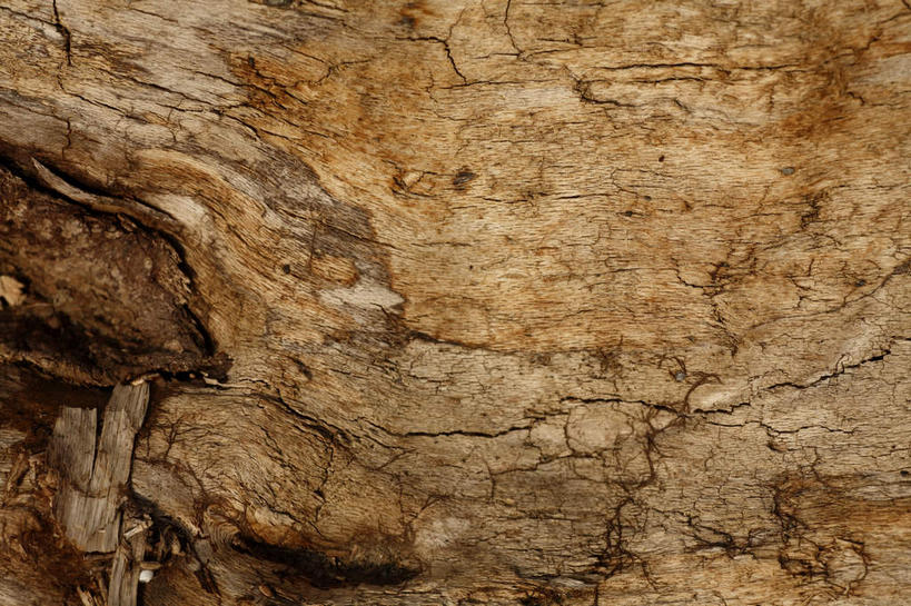 无人,横图,室外,特写,白天,正面,旅游,度假,美景,许多,条纹,丰富,纹路,纹理,景观,褐色,树桩,很多,娱乐,树,树干,自然,享受,休闲,木桩,景色,成熟,放松,裂纹,自然风光,谦让,随和,彩图