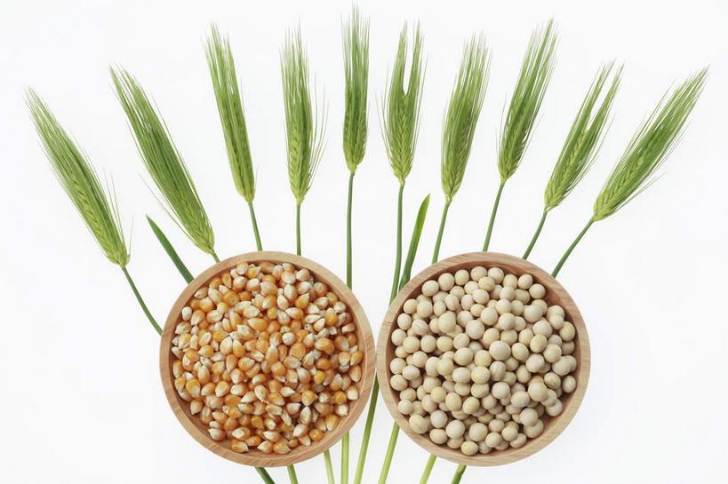 无人,横图,室内,特写,白天,白色背景,正面,烹饪,农作物,小麦,玉米,植物,豆,大豆,蔬菜,新鲜,棒子,豆类,豆子,毛豆,玉蜀黍,谷物,日本料理,料理,食品,菜肴,美食,食物,日式料理,日式,稻谷,稻子,摄影,麦子,佳肴,有机食品,绿色食品,影棚,苞米,苞芦,豆科,苞谷,枝豆,包谷,大蜀黍,番麦,薏米包,玉高粱,玉麦,珍珠米,黄豆,彩图,影棚拍摄,拍摄