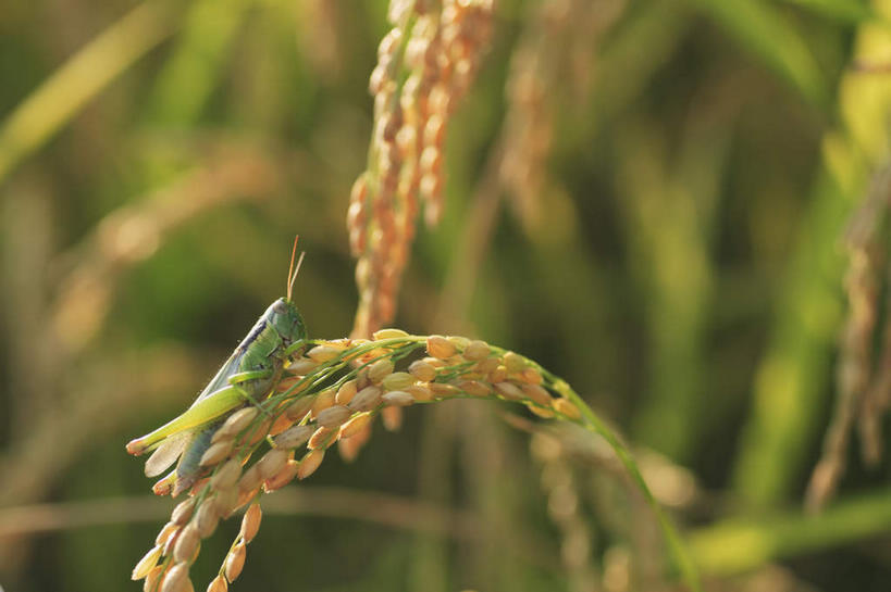 无人,农田,吃,横图,室外,特写,白天,正面,旅游,度假,农业,庄稼,农作物,美景,日本,亚洲,阴影,丰收,朦胧,模糊,光线,昆虫,影子,稻田,景观,谷物,水稻,娱乐,稻,一只,阳光,自然,动物,趴着,享受,休闲,景色,放松,收获,蝗虫,自然风光,东亚,本州,本州岛,日本国,近畿地方,近畿,滋贺,滋贺县,害虫,嚼,趴,食,彩图,全身,耕地,庄稼田