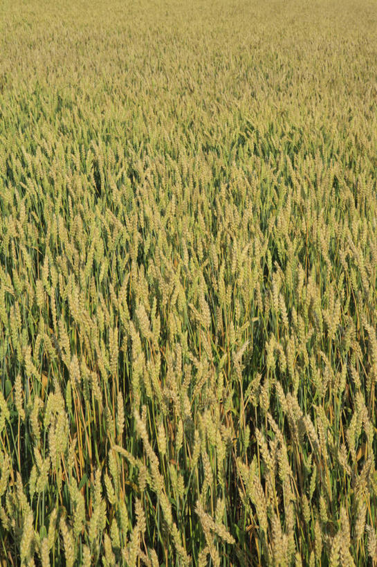 无人,农田,竖图,室外,白天,正面,旅游,度假,庄稼,农作物,美景,北海道,日本,亚洲,景观,娱乐,自然,享受,休闲,景色,放松,大麦,自然风光,东亚,日本国,北海道地方,北海道岛,美瑛町,美瑛,彩图,耕地,庄稼田