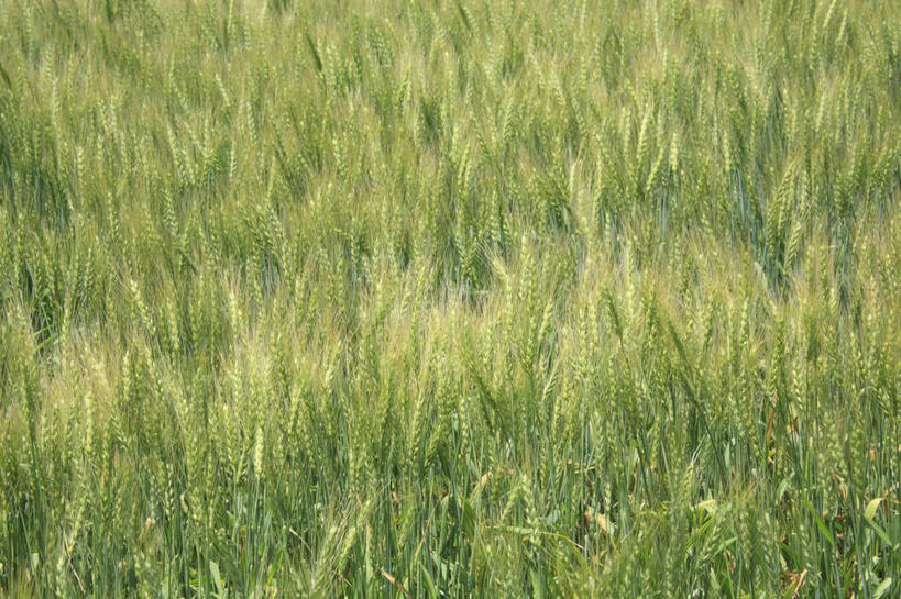 无人,农田,横图,室外,白天,正面,旅游,度假,庄稼,农作物,小麦,美景,北海道,日本,亚洲,景观,谷物,娱乐,自然,享受,休闲,稻谷,稻子,景色,放松,麦子,自然风光,东亚,日本国,北海道地方,北海道岛,美瑛町,美瑛,彩图,耕地,庄稼田