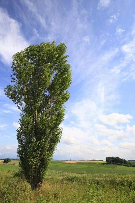 无人,竖图,室外,白天,正面,草地,草坪,美景,植物,北海道,日本,亚洲,景观,云,云朵,云彩,草,树,树木,蓝色,绿色,白云,蓝天,天空,自然,天,景色,生长,晴朗,成长,自然风光,东亚,日本国,北海道地方,北海道岛,美瑛町,美瑛,晴空,彩图