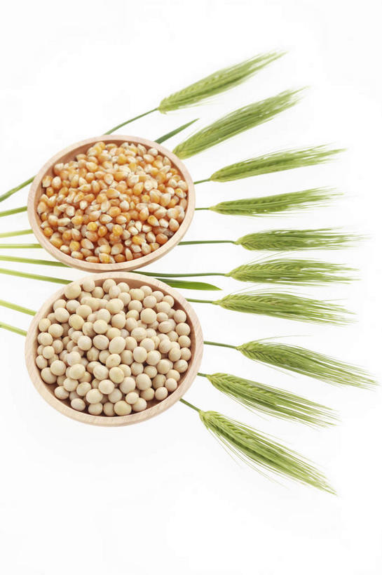 无人,竖图,俯视,室内,特写,白天,白色背景,烹饪,农作物,小麦,玉米,植物,豆,大豆,棒子,豆类,豆子,毛豆,玉蜀黍,谷物,日本料理,料理,食品,菜肴,美食,食物,日式料理,日式,稻谷,稻子,摄影,麦子,佳肴,影棚,苞米,苞芦,豆科,苞谷,枝豆,包谷,大蜀黍,番麦,薏米包,玉高粱,玉麦,珍珠米,黄豆,彩图,高角度拍摄,影棚拍摄,拍摄