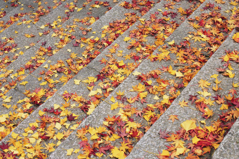 无人,栏杆,横图,俯视,室内,白天,美景,楼梯,叶子,一堆,阴影,堆叠,堆积,光线,扶手,影子,阶梯,景观,枫叶,枯叶,落叶,护栏,台阶,黄色,红色,阳光,自然,景色,上升,枫树叶,堆,自然风光,爬升,攀升,叶,叶片,彩图,高角度拍摄