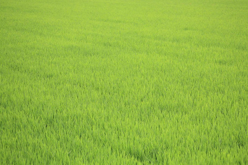 无人,农田,横图,俯视,室外,白天,农业,庄稼,农作物,美景,北海道,日本,亚洲,阴影,新鲜,光线,影子,景观,绿色,阳光,自然,景色,青春,生命,自然风光,和平,安详,东亚,日本国,北海道地方,北海道岛,美瑛町,美瑛,冷色,彩图,高角度拍摄,耕地,庄稼田