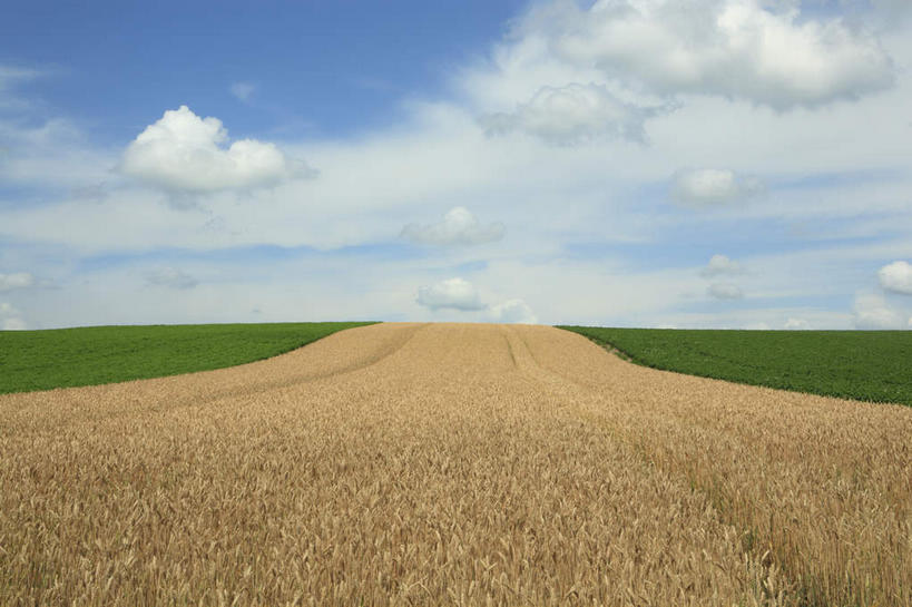 无人,横图,室外,白天,正面,旅游,农业,草坪,美景,植物,北海道,日本,亚洲,捆扎,阴影,光线,影子,景观,田地,云,云朵,云彩,郊外,树干,树叶,蓝色,绿色,白云,蓝天,天空,阳光,自然,天,景色,生长,晴朗,成长,乡下,乡间,自然风光,东亚,日本国,北海道地方,北海道岛,美瑛町,美瑛,晴空,彩图,观光,游览