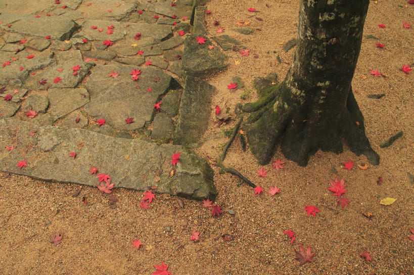 无人,横图,俯视,室外,白天,旅游,度假,美景,秋季,枫树,叶子,沙子,景观,红叶,落叶,树根,地面,娱乐,树,树干,红色,自然,享受,休闲,景色,放松,摄影,落下,自然风光,落叶树,叶,叶片,石块,秋,秋天,彩图,高角度拍摄,拍摄