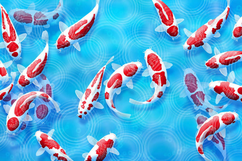 无人,横图,俯视,插画,室内,白天,集体,数码,科技,水,锦鲤,鲤鱼,阴影,波纹,花纹,网络,鱼,鱼群,斑点,圆圈,高光,几何,计算机图形,合成,图画,鱼类,海洋生物,画,红色,蓝色,水纹,游动,电脑合成图,数码合成图,群体,水生动物,水生物,漫画,海底动物,写实,具体,具象,观赏鱼,自由自在,鲤子,鲤拐子,半身,彩图,高角度拍摄