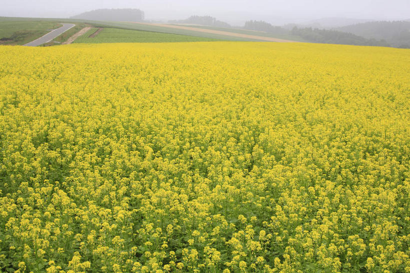 无人,横图,室外,白天,正面,旅游,度假,农作物,草地,草坪,花海,美景,植物,北海道,日本,亚洲,许多,朦胧,模糊,景观,田地,小路,大片,很多,娱乐,草,花,黄色,绿色,自然,春季,春天,油菜花,享受,休闲,景色,放松,生长,成长,生机,一望无际,生命,自然风光,东亚,日本国,北海道地方,北海道岛,美瑛町,美瑛,春日,无边无际,彩图,芸苔,芸薹