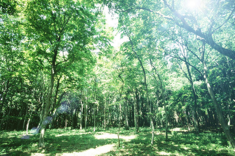 无人,横图,室外,白天,仰视,旅游,度假,草地,草坪,美景,森林,树林,植物,叶子,日光,阴影,梦幻,发光,光束,光线,影子,景观,绿叶,光亮,娱乐,草,树,树干,树木,树枝,绿色,阳光,自然,春季,春天,享受,休闲,嫩叶,景色,放松,茂密,茂盛,生长,成长,生机,崭新,环境,生命,未来,清新,发亮,自然风光,憧憬,兴旺,春日,繁盛,旺盛,斩新,叶,叶片,彩图,低角度拍摄