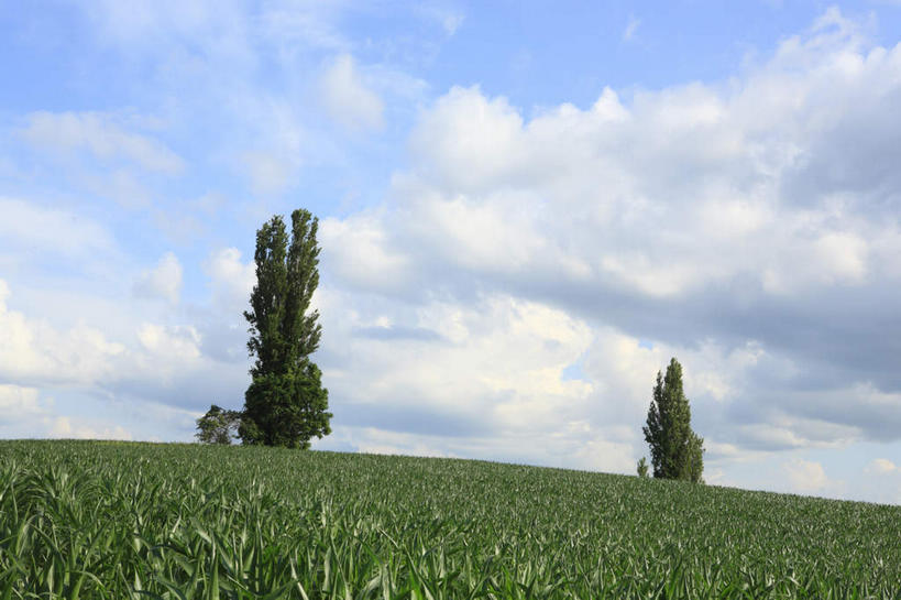 无人,横图,室外,白天,仰视,旅游,度假,农作物,小麦,美景,植物,北海道,日本,亚洲,两棵,一排,整齐,景观,旷野,田野,云,云朵,谷物,云彩,娱乐,野外,树,树木,排列,蓝色,绿色,白云,蓝天,天空,自然,天,享受,休闲,稻谷,稻子,景色,放松,麦子,生长,晴朗,成长,队列,自然风光,原野,东亚,日本国,北海道地方,北海道岛,美瑛町,美瑛,郊野,晴空,彩图,低角度拍摄