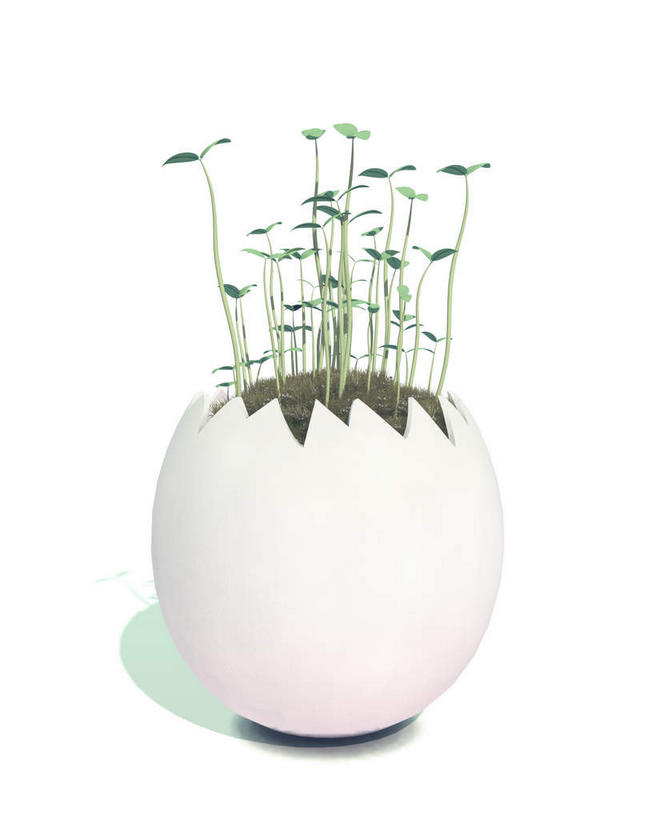 无人,竖图,室内,特写,白天,白色背景,正面,植物,许多,阴影,反射,影子,蛋壳,很多,幼苗,绿色,自然,摄影,影棚,生长,成长,锯齿,幼芽,彩图,影棚拍摄,拍摄