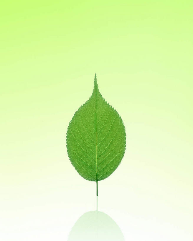 无人,竖图,室内,特写,白天,正面,数码,科技,植物,叶子,一片,竖立,绿色背景,阴影,生气,网络,绿叶,高光,几何,计算机图形,合成,绿色,自然,嫩叶,活力,朝气,生长,成长,生机,希望,电脑合成图,数码合成图,写实,具体,具象,叶,叶片,彩图