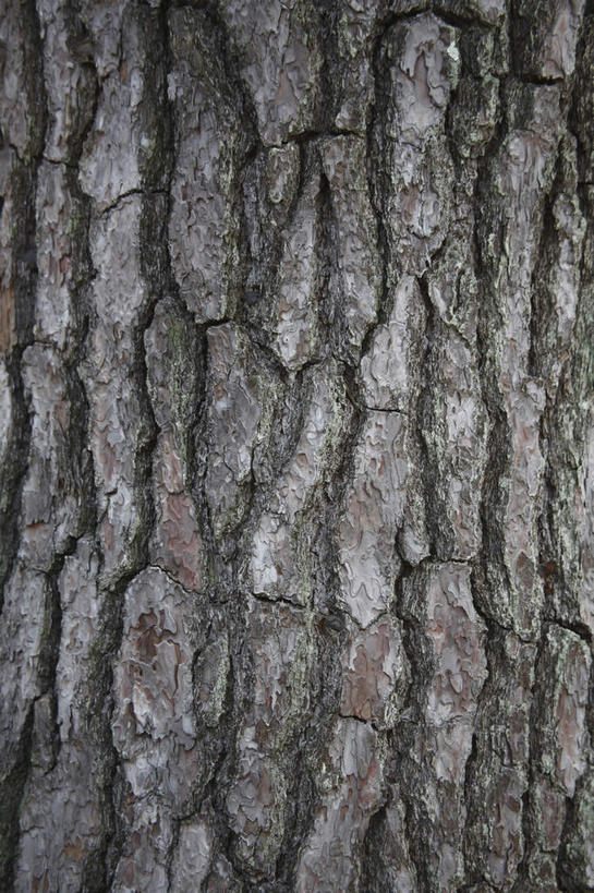 无人,竖图,室外,特写,白天,正面,植物,松树,纹理,树桩,树,树干,树木,绿色,灰色,自然,木桩,生长,成长,坚定,肌理,长寿,贞洁,彩图