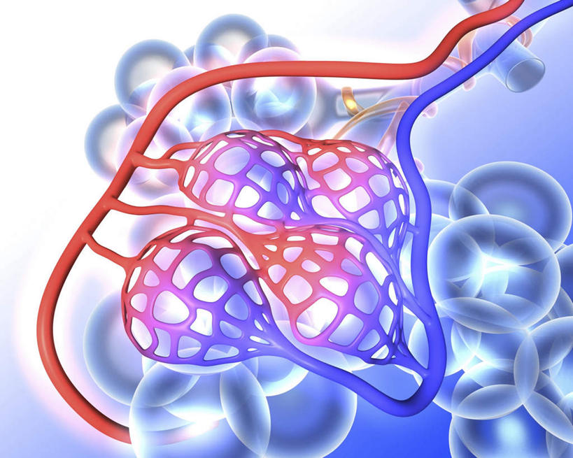 内脏,动脉,静脉,血管,无人,横图,插画,室内,白天,正面,数码,科技,一堆,连接,阴影,堆叠,堆积,组合,网络,高光,几何,计算机图形,合成,图画,画,红色,紫色,模型,堆,链接,电脑合成图,数码合成图,人体器官,紧固,器官,拼接,拼凑,漫画,写实,具体,具象,拼合,凑集,聚合,撮合,链结,牢固,呼吸系统,肺泡,彩图