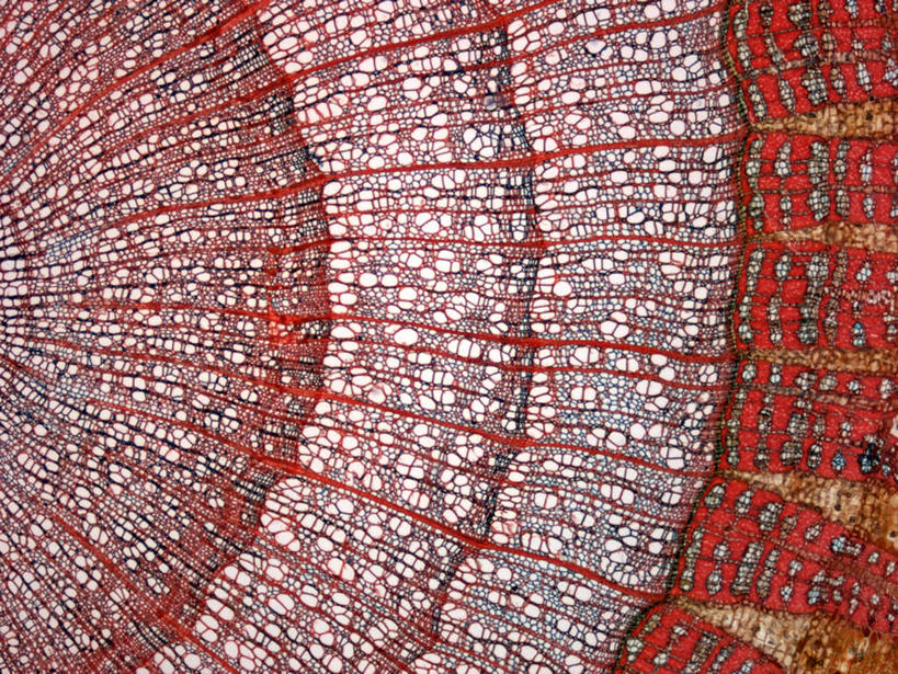 无人,横图,室内,白天,正面,仪器,植物,一堆,许多,盘绕,波纹,堆叠,堆积,检查,曲折,弯曲,环绕,围绕,反射,分析,科学,曲线,颗粒,显微镜,线条,果树,树皮,年轮,很多,环抱,树,树干,树木,黄色,红色,绿色,白色,自然,波浪,观察,清晰,探索,摄影,蜿蜒,缭绕,生长,放大,成长,观看,堆,仔细,干,透镜,混合,凸透镜,聚焦,关注,横截面,石灰,光学,清楚,搀杂,夹杂,拌合,掺和,搀和,彩图,拍摄,树轮,木质部,韧皮部,形成层,边沿,边缘