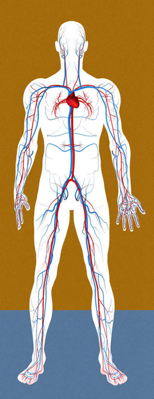 血管,一个人,无人,站,竖图,彩色,插画,室内,白天,正面,数码,科技,仅一个男性,仅一个人,阴影,网络,高光,几何,计算机图形,合成,图画,画,仅一个年轻男性,黄色,蓝色,站着,血液,流动,活动,电脑合成图,数码合成图,漫画,写实,具体,具象,男人,男性,年轻男性,站立,彩图,全身,循环系统