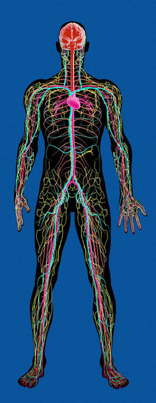 内脏,动脉,静脉,血管,一个人,无人,站,竖图,彩色,插画,室内,白天,正面,数码,科技,仅一个男性,仅一个人,阴影,蓝色背景,网络,高光,几何,计算机图形,合成,图画,画,仅一个年轻男性,模型,站着,血液,流动,活动,电脑合成图,数码合成图,人体器官,解剖,器官,漫画,写实,具体,具象,男人,男性,年轻男性,站立,彩图,全身,循环系统,剖解