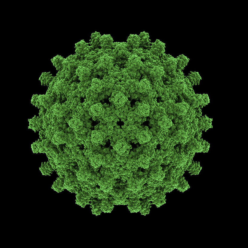 无人,方图,插画,室内,特写,白天,正面,数码,科技,微生物,阴影,黑色背景,网络,医学,高光,几何,计算机图形,合成,图画,画,球,绿色,生物,电脑合成图,数码合成图,医疗,病毒,生物学,漫画,写实,具体,具象,寄生,生命体,生物病毒,彩图