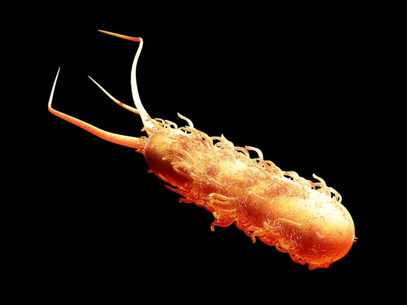 无人,横图,插画,室内,特写,白天,正面,数码,科技,微生物,阴影,黑色背景,网络,细菌,高光,几何,计算机图形,合成,图画,画,一个,单个,电脑合成图,数码合成图,漫画,写实,具体,具象,生命体,大肠杆菌,大肠埃希氏菌,肠道菌群,彩图