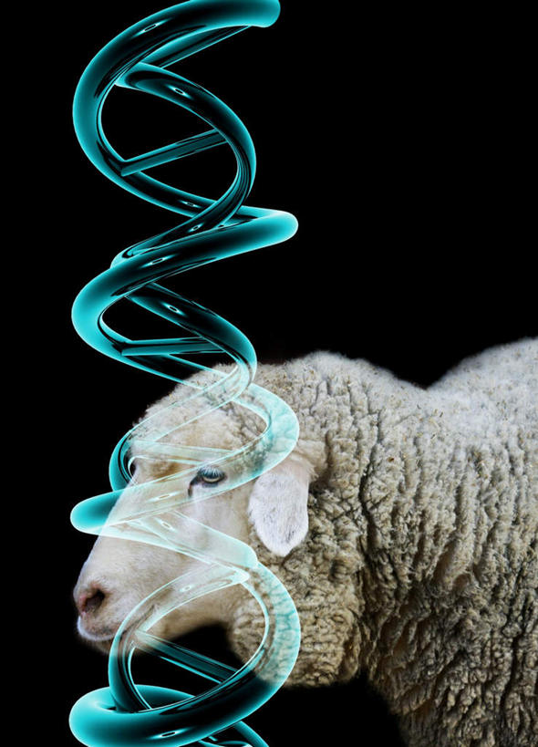 无人,竖图,室内,特写,白天,正面,神秘,数码,科技,羊,阴影,黑色背景,科学,网络,基因,高光,几何,计算机图形,合成,一个,黑色,动物,生物,家畜,牲畜,遗传,单个,严肃,电脑合成图,数码合成图,脱氧核糖核酸,庄重,克隆,含蓄,写实,具体,具象,沉静,DNA分子,去氧核糖核酸,遗传信息,遗传因子,遗传学,中间色,绵羊,半身,彩图