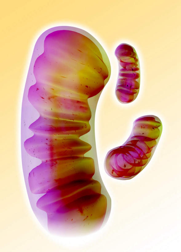 无人,竖图,室内,特写,白天,正面,爱情,幸福,数码,科技,阴影,朦胧,模糊,光线,网络,粉红色,粉红,光芒,高光,几何,计算机图形,浪漫,合成,三个,粉色,健康,生物,可爱,活泼,青春,满足,电脑合成图,数码合成图,甜美,细胞器,生物学,时髦,温柔,纯真,写实,具体,具象,线粒体,内膜,外膜,线粒体基质,彩图