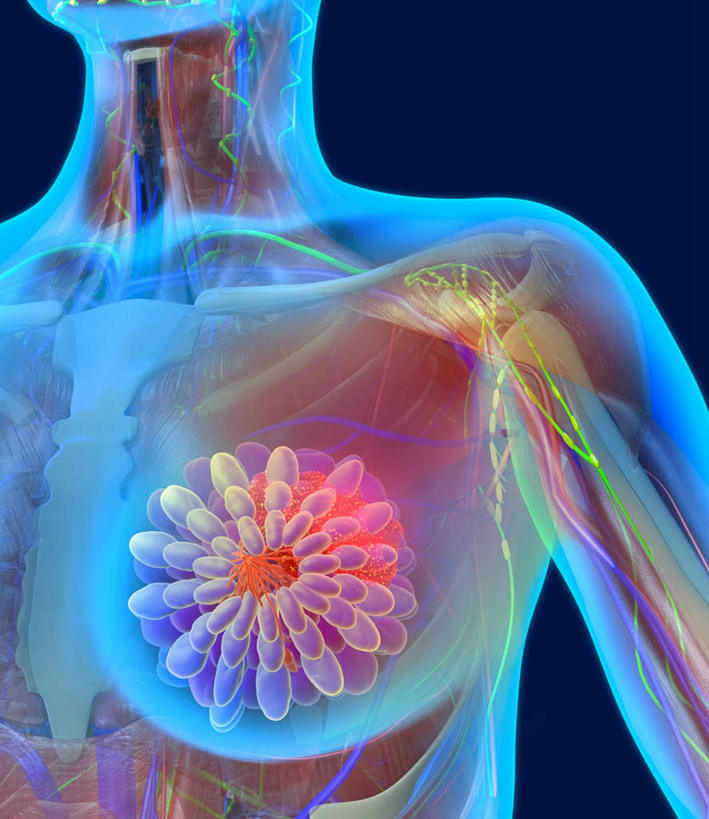 胸,乳房,乳头,骨骼,肌肉,血管,无人,竖图,插画,室内,特写,白天,正面,数码,科技,一排,许多,阴影,蓝色背景,整齐,透明,网络,医学,椭圆,骨头,很多,高光,几何,计算机图形,合成,图画,画,排列,蓝色,模型,电脑合成图,数码合成图,骨架,队列,漫画,生理学,写实,具体,具象,理智,沉静,乳腺,通明,冷色,高深,冷淡,模子,女性,胸部,彩图