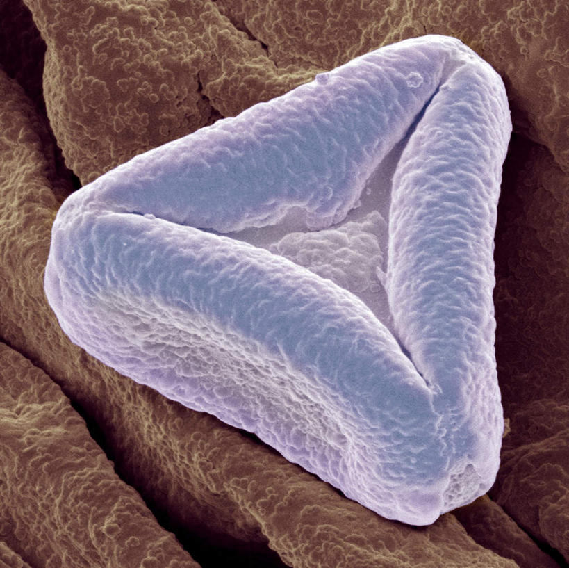 无人,横图,室内,特写,白天,正面,数码,科技,阴影,形状,透明,网络,三角形,高光,几何,计算机图形,合成,一个,蓝色,褐色背景,单个,电脑合成图,数码合成图,花粉,收缩,写实,具体,具象,理智,沉静,形态,外形,冷色,高深,冷淡,彩图