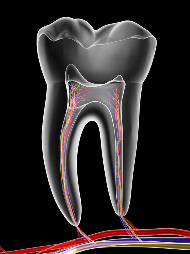 牙齿,血管,毛细血管,无人,竖图,插画,x光片,室内,白天,正面,数码,科技,阴影,黑色背景,透明,辐射,科学,网络,医学,高光,几何,计算机图形,合成,图画,画,一个,灰色,单个,电脑合成图,数码合成图,医疗,科学技术,x射线,合成图,x光,漫画,写实,具体,具象,通明,齿,牙,牙龈,彩图,电磁波,电磁辐射