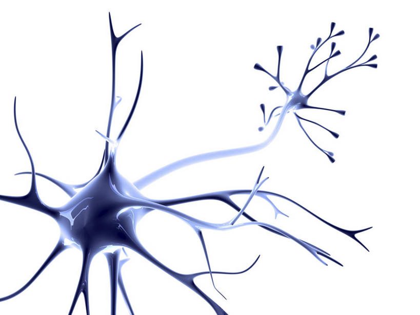 无人,横图,插画,室内,白天,白色背景,正面,数码,科技,微生物,阴影,传递,科学,网络,医学,纹路,纹理,细胞,高光,几何,计算机图形,合成,图画,画,蓝色,电脑合成图,数码合成图,生物学,合成图,漫画,神经元,肌理,写实,具体,具象,树突,突触,突触间隙,神经细胞,细胞突起,彩图,突触后膜,突触前膜