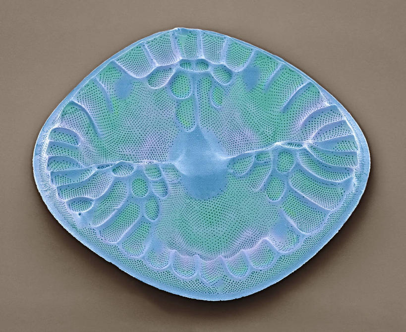 无人,横图,室内,特写,白天,正面,微距,仪器,植物,微生物,检查,反射,分析,科学,医学,纹路,纹理,细胞,显微镜,一个,蓝色,绿色,自然,观察,高低,清晰,探索,生长,放大,褐色背景,单个,成长,观看,仔细,凹凸,透镜,生物学,凸透镜,聚焦,关注,肌理,光学,清楚,硅藻,显微图片,单细胞植物,彩图,微距摄影,扫描电镜,扫描电子显微镜