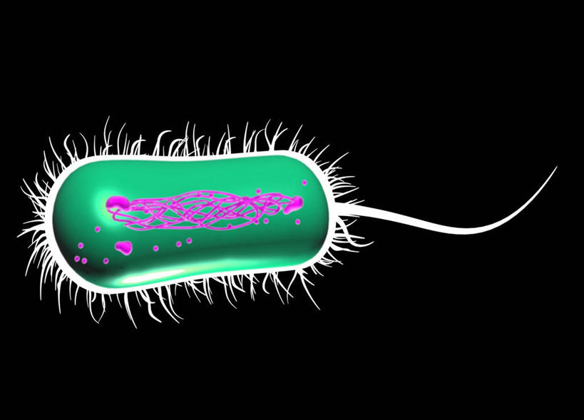 无人,横图,插画,室内,白天,正面,数码,科技,微生物,阴影,黑色背景,科学,网络,细菌,高光,几何,计算机图形,合成,图画,画,一个,绿色,单个,电脑合成图,数码合成图,生物学,合成图,漫画,写实,具体,具象,生命体,大肠杆菌,大肠埃希氏菌,肠道菌群,自然科学,博物学,生物科学,彩图