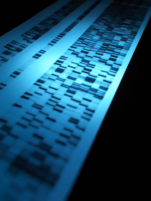 无人,竖图,俯视,室内,特写,白天,静物,阴影,黑色背景,光线,科学,基因,影子,灯光,生物,摄影,影棚,遗传,脱氧核糖核酸,DNA分子,去氧核糖核酸,遗传信息,遗传因子,遗传学,彩图,高角度拍摄,影棚拍摄,拍摄,DNA图谱,基因图,基因图谱,DNA序列,核酸的一级结构,核酸序列