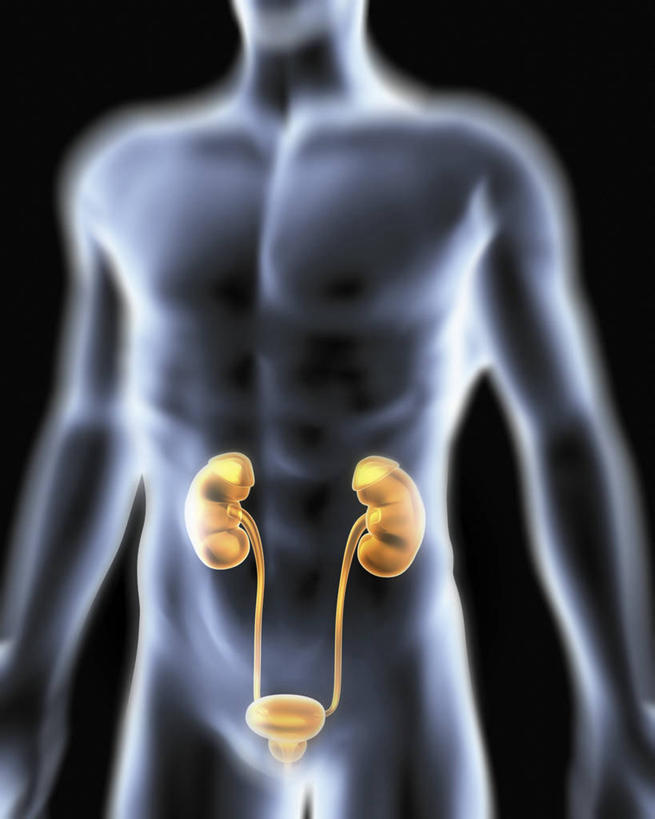 内脏,肾脏,动脉,静脉,膀胱,尿道,一个人,无人,站,竖图,插画,x光片,室内,白天,正面,数码,科技,仅一个男性,仅一个人,阴影,黑色背景,辐射,科学,网络,医学,高光,几何,计算机图形,合成,图画,裸露,画,仅一个年轻男性,站着,人体,电脑合成图,数码合成图,医疗,生物学,人体器官,科学技术,x射线,器官,合成图,裸,x光,漫画,泌尿系统,输尿管,写实,具体,具象,排泄,自然科学,博物学,生物科学,男人,男性,年轻男性,站立,X光图片,X光图像,半身,彩图,代谢,电磁波,电磁辐射