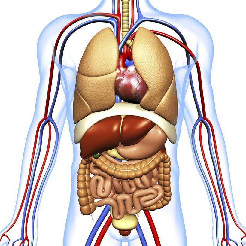 内脏,肺,心脏,胰腺,肠,动脉,静脉,胆囊,十二指肠,一个人,无人,站,方图,插画,室内,白天,白色背景,正面,数码,科技,仅一个男性,仅一个人,阴影,科学,网络,医学,高光,几何,计算机图形,系统,合成,图画,画,仅一个年轻男性,站着,人体,电脑合成图,数码合成图,生物学,人体器官,器官,合成图,呼吸,漫画,心血管,心房,心室,写实,具体,具象,呼吸系统,胆管,消化道,胰管,吸收,消化管,消化,排泄,自然科学,摄取,博物学,生物科学,男人,男性,年轻男性,大肠,肺部,肺脏,盲肠,小肠,心,直肠,站立,半身,彩图,吐故纳新,气体交换,消化腺,转运,消化系统