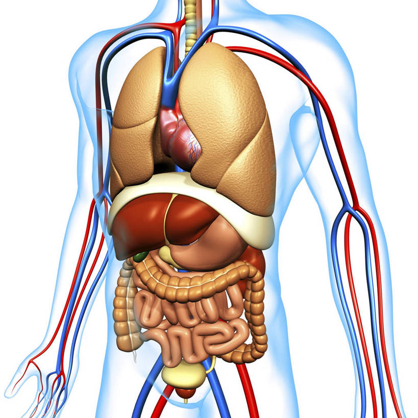 内脏,肺,心脏,胰腺,肠,动脉,静脉,胆囊,十二指肠,一个人,无人,站,方图,插画,室内,白天,白色背景,正面,数码,科技,仅一个男性,仅一个人,阴影,科学,网络,医学,高光,几何,计算机图形,系统,合成,图画,画,仅一个年轻男性,站着,人体,电脑合成图,数码合成图,生物学,人体器官,器官,合成图,呼吸,漫画,心血管,心房,心室,写实,具体,具象,呼吸系统,胆管,消化道,胰管,吸收,消化管,消化,排泄,自然科学,摄取,博物学,生物科学,男人,男性,年轻男性,大肠,肺部,肺脏,盲肠,小肠,心,直肠,站立,半身,彩图,吐故纳新,气体交换,消化腺,转运,消化系统