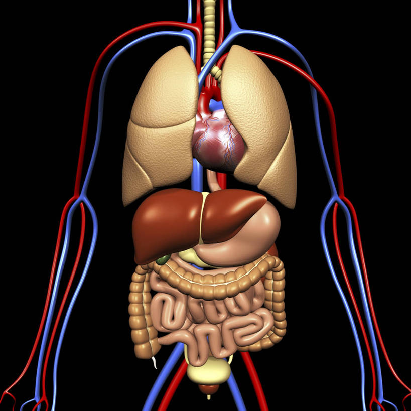 内脏,肺,心脏,胰腺,肠,肾脏,动脉,静脉,胆囊,膀胱,尿道,十二指肠,一个人,无人,站,方图,插画,x光片,室内,白天,正面,数码,科技,仅一个男性,仅一个人,阴影,黑色背景,辐射,科学,网络,医学,高光,几何,计算机图形,系统,合成,图画,裸露,画,仅一个年轻男性,站着,人体,电脑合成图,数码合成图,医疗,生物学,人体器官,科学技术,x射线,器官,合成图,裸,x光,呼吸,漫画,泌尿系统,输尿管,心血管,心房,心室,写实,具体,具象,呼吸系统,胆管,消化道,胰管,吸收,消化管,消化,排泄,自然科学,摄取,博物学,生物科学,男人,男性,年轻男性,大肠,肺部,肺脏,盲肠,小肠,心,直肠,站立,X光图片,X光图像,半身,彩图,代谢,吐故纳新,气体交换,消化腺,转运,消化系统,电磁波,电磁辐射