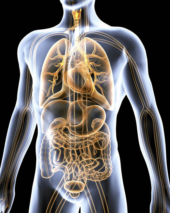 内脏,肺,心脏,胰腺,肠,动脉,静脉,胆囊,十二指肠,一个人,无人,站,竖图,插画,室内,白天,正面,数码,科技,仅一个男性,仅一个人,阴影,黑色背景,科学,网络,医学,高光,几何,计算机图形,系统,合成,图画,画,仅一个年轻男性,站着,人体,电脑合成图,数码合成图,生物学,人体器官,器官,合成图,呼吸,漫画,心血管,心房,心室,写实,具体,具象,呼吸系统,胆管,消化道,胰管,吸收,消化管,消化,排泄,自然科学,摄取,博物学,生物科学,男人,男性,年轻男性,大肠,肺部,肺脏,盲肠,小肠,心,直肠,站立,半身,彩图,吐故纳新,气体交换,消化腺,转运,消化系统