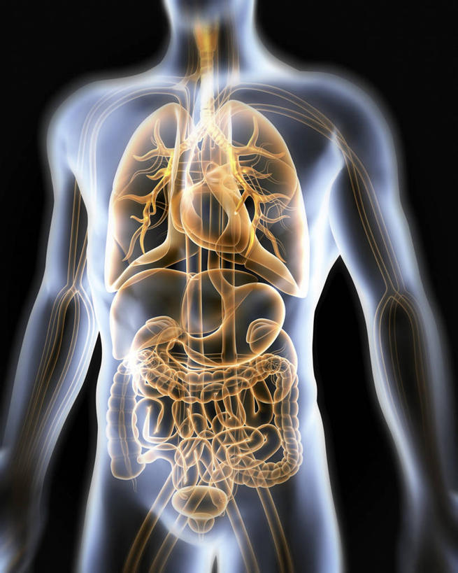 内脏,肺,心脏,胰腺,肠,动脉,静脉,胆囊,十二指肠,一个人,无人,站,竖图,插画,室内,白天,正面,数码,科技,仅一个男性,仅一个人,阴影,黑色背景,科学,网络,医学,高光,几何,计算机图形,系统,合成,图画,画,仅一个年轻男性,站着,人体,电脑合成图,数码合成图,生物学,人体器官,器官,合成图,呼吸,漫画,心血管,心房,心室,写实,具体,具象,呼吸系统,胆管,消化道,胰管,吸收,消化管,消化,排泄,自然科学,摄取,博物学,生物科学,男人,男性,年轻男性,大肠,肺部,肺脏,盲肠,小肠,心,直肠,站立,半身,彩图,吐故纳新,气体交换,消化腺,转运,消化系统