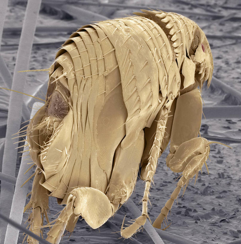 无人,竖图,插画,室内,白天,正面,数码,仪器,科技,阴影,检查,反射,分析,科学,网络,昆虫,显微镜,高光,几何,计算机图形,合成,图画,画,一个,黄色,动物,观察,清晰,探索,放大,单个,观看,仔细,电脑合成图,数码合成图,透镜,凸透镜,聚焦,合成图,关注,漫画,写实,具体,具象,光学,害虫,清楚,寄生,寄生虫,跳蚤,虼蚤,虼蚤子,显微图片,彩图,猫跳蚤,猫蚤,扫描电镜,扫描电子显微镜