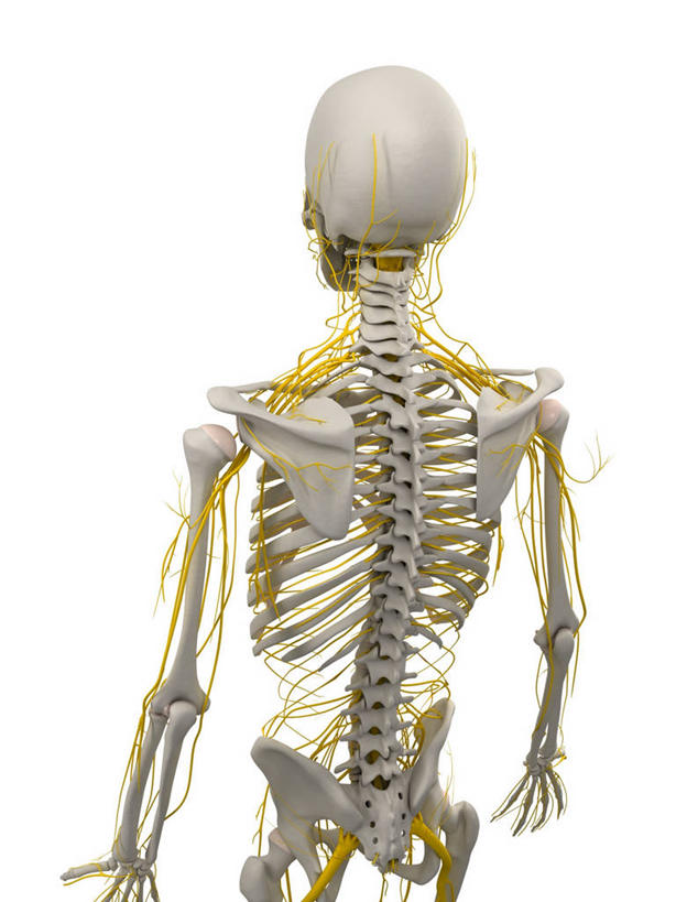 颅骨,脑,脊髓,骨骼,一个人,无人,站,竖图,插画,室内,白天,白色背景,正面,数码,科技,仅一个男性,仅一个人,阴影,网络,骨头,高光,几何,计算机图形,合成,图画,画,仅一个年轻男性,黄色,白色,站着,电脑合成图,数码合成图,骨架,合成图,漫画,写实,具体,具象,鼻骨,顶骨,额骨,颈椎,颞骨,脊神经,脑神经,下颌骨,颧骨,中枢神经系统,周围神经系统,男人,男性,年轻男性,脊柱,头盖骨,站立,半身,彩图,调节系统,植物性神经,周围神经,神经系统,中枢神经