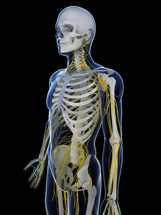 颅骨,脑,脊髓,骨骼,一个人,无人,站,竖图,插画,室内,白天,正面,数码,科技,仅一个男性,仅一个人,阴影,黑色背景,网络,骨头,高光,几何,计算机图形,合成,图画,画,仅一个年轻男性,黄色,蓝色,站着,电脑合成图,数码合成图,骨架,合成图,漫画,写实,具体,具象,鼻骨,顶骨,额骨,颈椎,颞骨,脊神经,脑神经,下颌骨,颧骨,中枢神经系统,周围神经系统,男人,男性,年轻男性,脊柱,头盖骨,站立,半身,彩图,调节系统,植物性神经,周围神经,神经系统,中枢神经